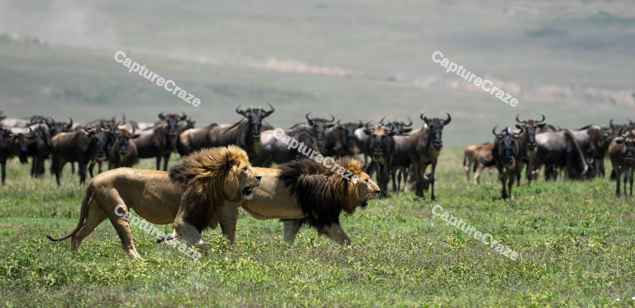 Two Lions